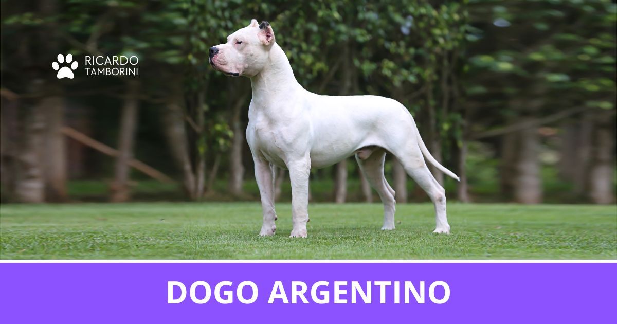 Dogo Argentino - Vantagens e Desvantagens