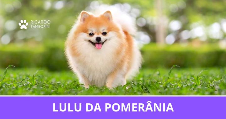 Lulu da Pomerânia - Vantagens e Desvantagens
