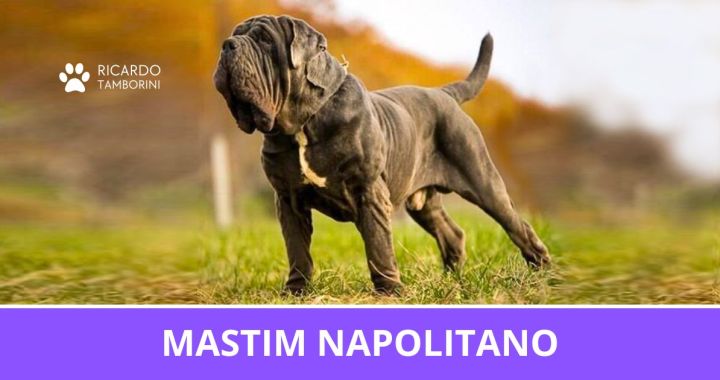 Mastim Napolitano - Vantagens e Desvantagens